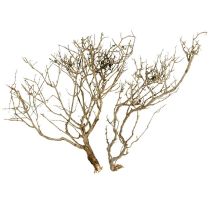 category Branches, sticks & twigs