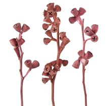 category Exotic plants