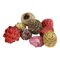 category Pine cones & cones