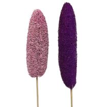 category Loofah & Moss