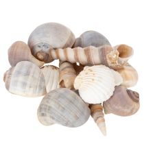 category Seashells