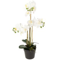 category Orchids