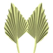 category Exotic plants