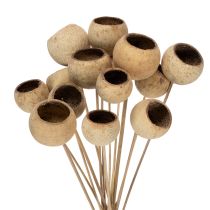 category Exotic plants