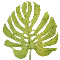 category Dried flowers