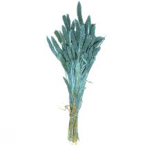 Product Dried flowers, Setaria Pumila, Bristle Millet Blue 65cm 200g