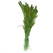 Product Dried flowers, Setaria Pumila, bristle millet green 75cm 170g