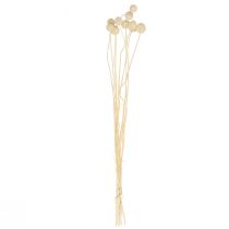 Product Dried Craspedia flowers, bleached drumsticks, 60cm, 10 pieces