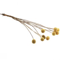 Product Craspedia dried flowers, yellow, 70cm, decorative, 10 pieces
