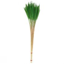 Product Green Bristle Millet Setaria viridis Dry Grass 52cm 28g