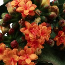 Product Flaming Käthchen Kalanchoe artificial orange 24cm