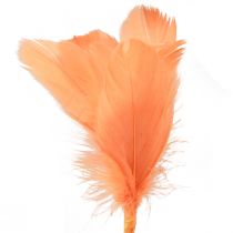 Product Decorative feathers orange bird feathers on stick 36cm 12pcs