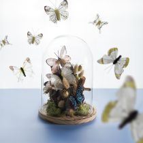 Product Glass bell on wooden tray, glass jar, clear, natural, Ø17cm, H24cm