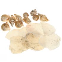 Capiz mussels snail shell decoration maritime brown white 600g