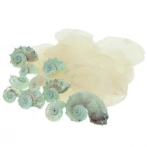 Product Capiz Mother of Pearl Shell Mother of Pearl Discs Sea Snail Shell Green 2-9cm 650g