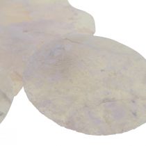 Product Capiz shells mother-of-pearl discs deco shells light pink Ø8cm