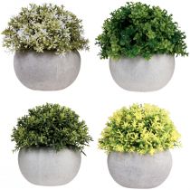 Product Artificial plants Artificial boxwood 12.5cm×Ø12cm 4pcs