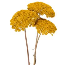 Product Achillea Natur Gelb Yarrow Dried Flowers Yellow 1kg