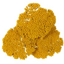 Product Achillea Natur Gelb Yarrow Dried Flowers Yellow 1kg