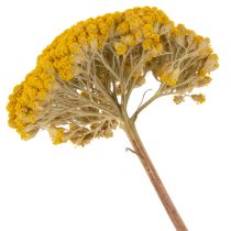 Product Achillea Natur Gelb Yarrow Dried Flowers Yellow 1kg