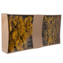 Product Achillea Natur Gelb Yarrow Dried Flowers Yellow 1kg