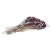Product Achillea 1kg Wine Red