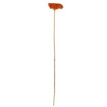 Product Achillea Orange dried flowers, yarrow, 45-60cm, 1kg