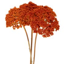 Product Achillea Orange dried flowers, yarrow, 45-60cm, 1kg