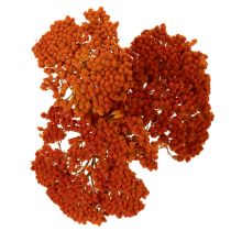 Product Achillea Orange dried flowers, yarrow, 45-60cm, 1kg