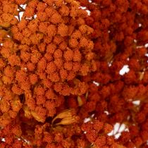 Product Achillea Orange dried flowers, yarrow, 45-60cm, 1kg