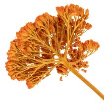 Product Achillea Orange dried flowers, yarrow, 45-60cm, 1kg