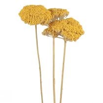 Product Yarrow Dried Flowers Decorative Achillea Millefolium Yellow 3pcs
