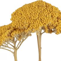 Product Yarrow Dried Flowers Decorative Achillea Millefolium Yellow 3pcs