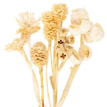 Product Africa range, bleached, 60 pieces