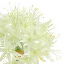 Allium cream white L76cm