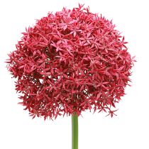 Product Allium in Bordeaux Artificial Ornamental Onion Ø18cm L90cm