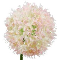 Allium cream-pink Ø15cm L70cm