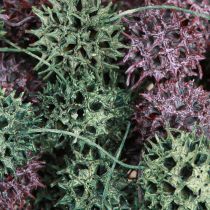 Product Sweetgum cone decoration green berry frosted natural decoration 500g