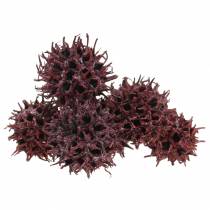Red sweetgum cones frosted 250g