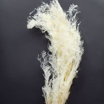 Product Asparagus Dried Grasses Ornamental Asparagus Cream 90cm 5 pcs