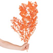 Product Dried Asparagus Flowers Branch Ornamental Asparagus Dyed 65cm 80g