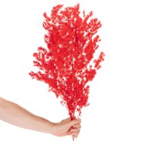 Product Dried asparagus bunch for floral arrangements 65cm 80g