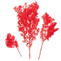 Product Dried asparagus bunch for floral arrangements 65cm 80g