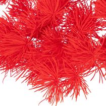 Product Dried asparagus bunch for floral arrangements 65cm 80g
