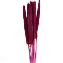 Product Pearl millet, reed babala, millet pink 70cm 10pcs