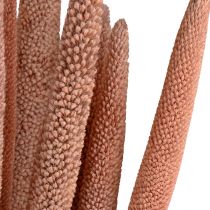 Product Pearl millet, reed babala, millet red brown 70cm 10pcs