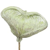 Product Badam on a stick natural decoration green white washed 25 pcs