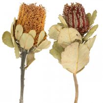 Product Banksia coccinea dried flowers nature 10pcs