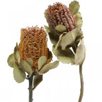 Banksia coccinea dried flowers nature 10pcs