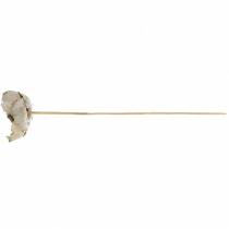 Product Palm Cup on a stick, white washed, 25 pieces